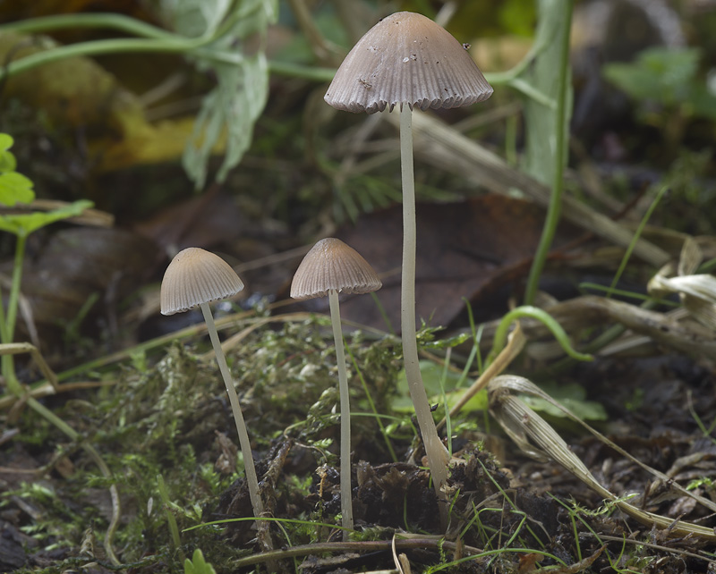 Psathyrella corrugis